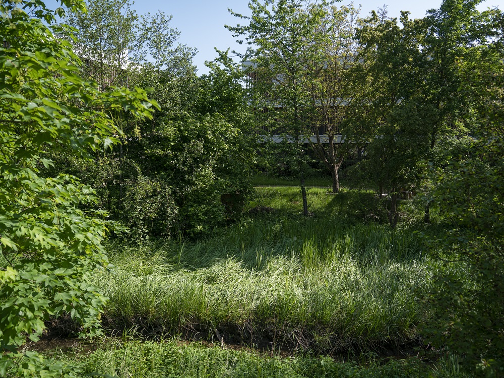 Ruisseau du Montvaux