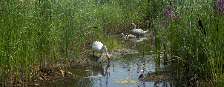 Biodiversité en zone humide
