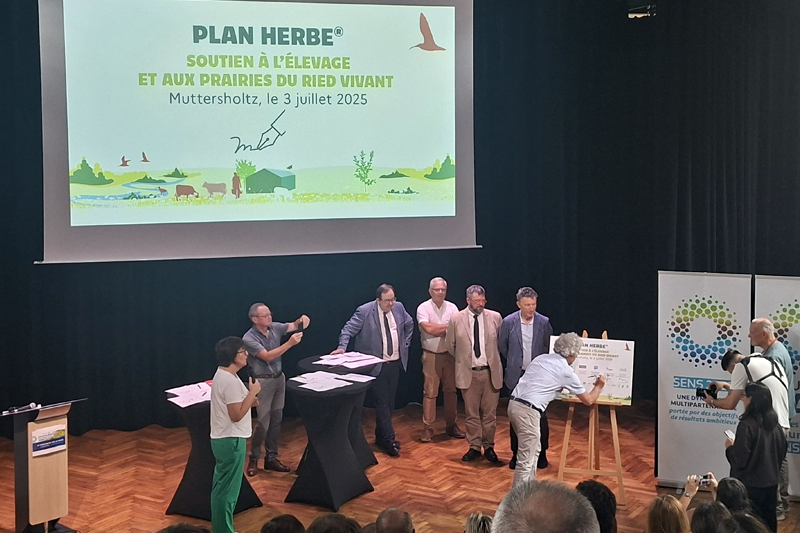 plan herbe