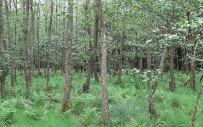 Forêt