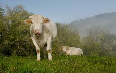 filières viande à l'herbe
